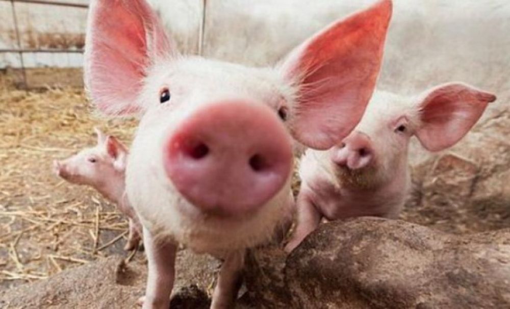 11 focare de pestă porcină în Olt