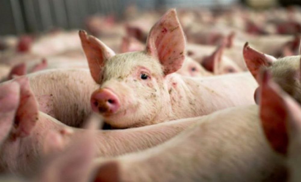 121 focare de pestă porcină în Olt!  1014 porci au fost ucişi