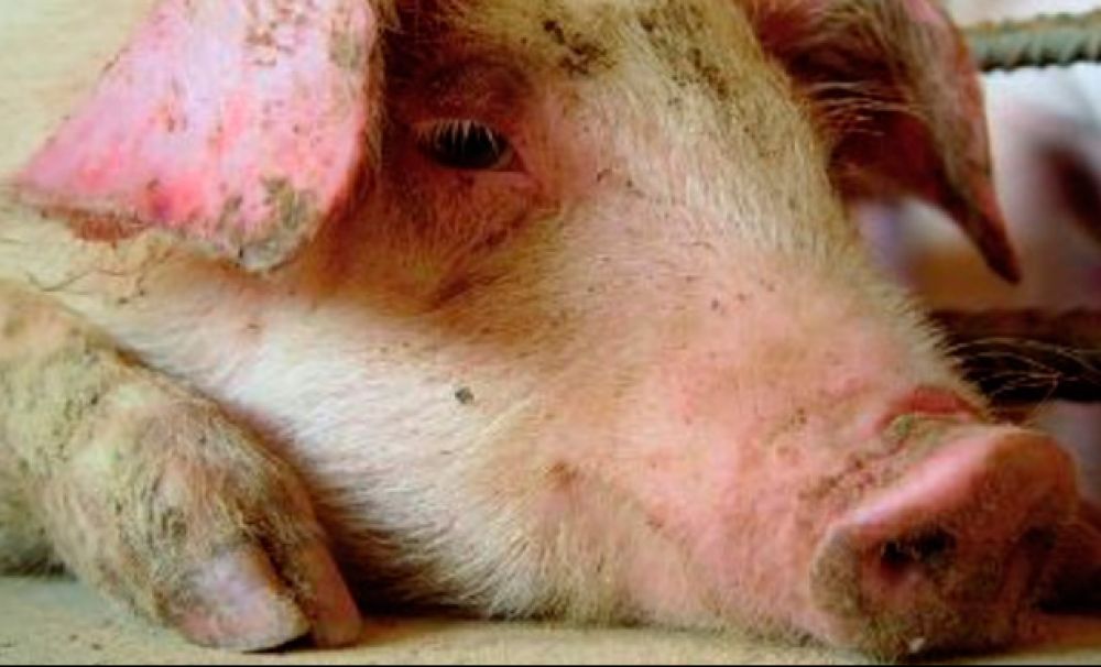 123 de focare de pestă porcină în Olt!