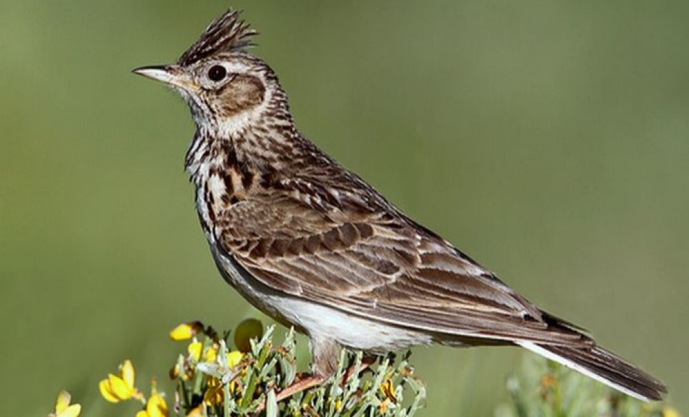 440.000 de ciocârlii vor fi împușcate în România! Cum procedați împotriva cormoranilor?