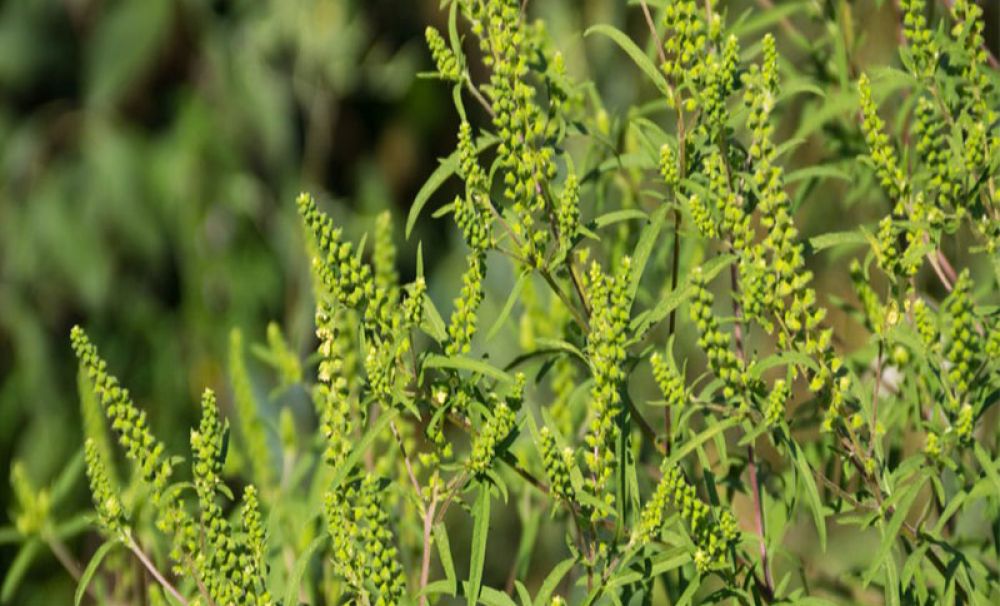 75 de avertismente pentru cei care nu distrug ambrozia de pe terenurile lor