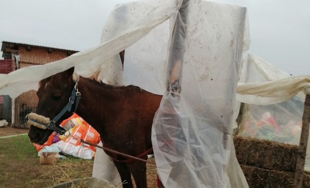A ajuns la disperare din lipsă de fonduri ! Proprietara unui adăpost de animele din Dolj a făcut un cort din celofan pentru un căluţ
