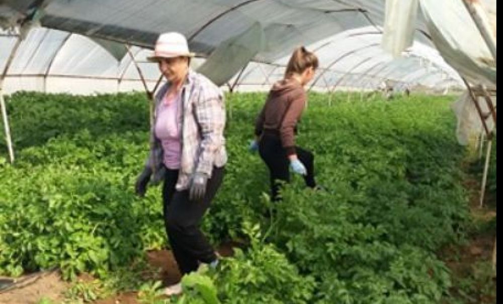 A început recoltatul cartofilor timpurii, în Călăraşi - Dolj!  Producătorii obţin 7 lei pentru un kilogram de cartofi