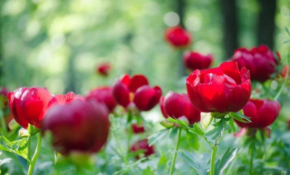 A înflorit bujorul în rezervaţia naturală de la Pleniţa! Cine rupe o floare riscă să plătească o amendă uriaşă, de 12.000 lei