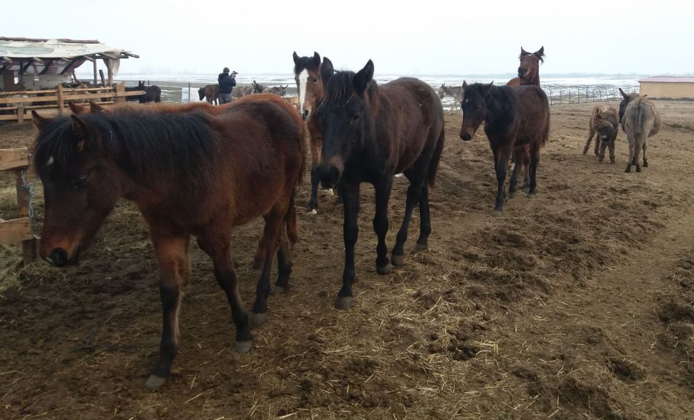 Adăpostul cu 600 de câini şi 100 de căluţi şi măgăruşi!  Caii abandonaţi, loviţi de stăpâni, vindecaţi în adăpostul de la Măriuţa