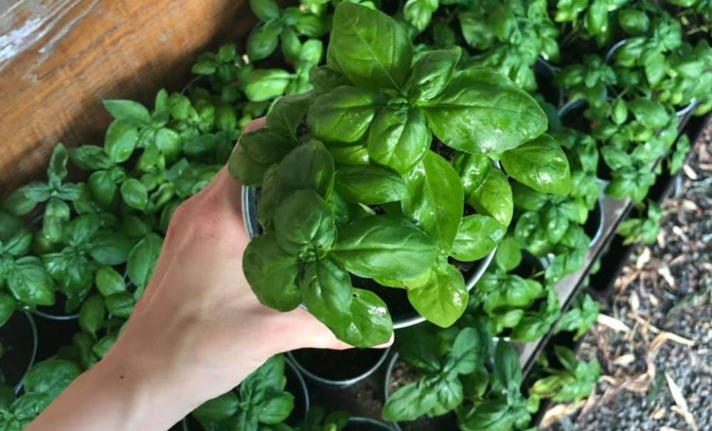 Afacere cu busuioc Genovez