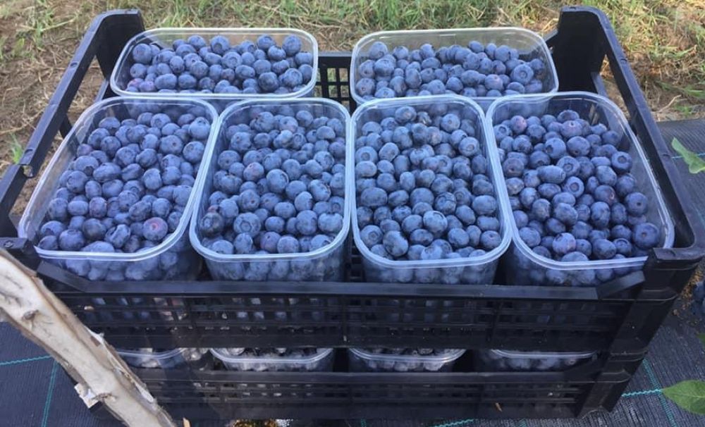 Afinele olteneşti, exportate în Germania