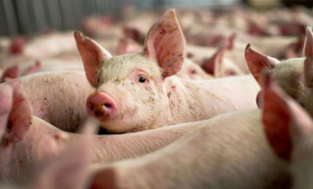 Alertă! 125 de focare de pestă porcină în Olt!