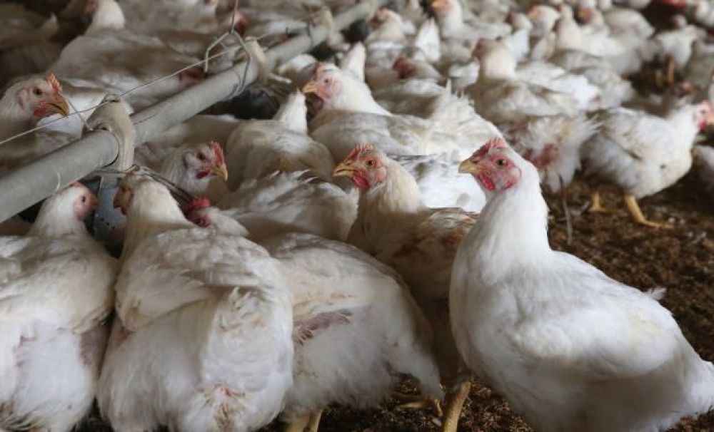 Alertă! DSP Dolj face recomandări pentru a preîntâmpina gripa aviară