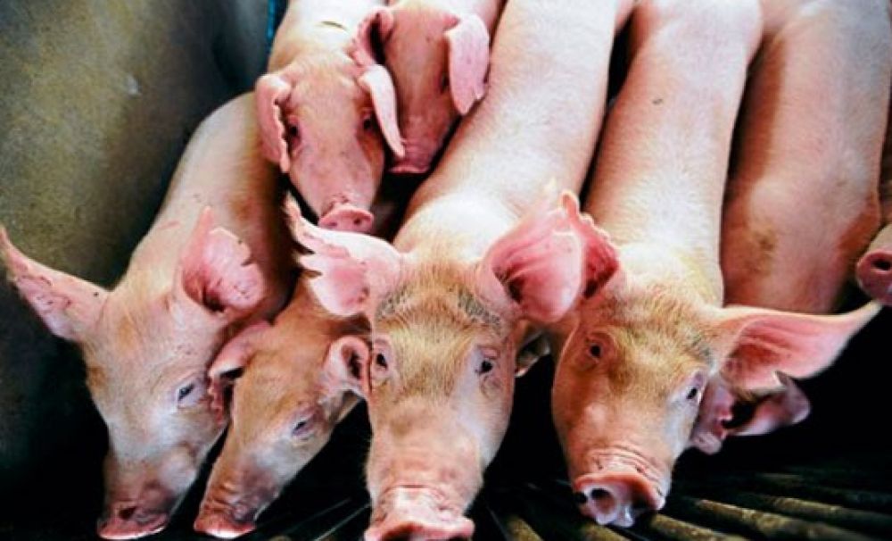 Alertă în Dolj din cauza pestei porcine! Direcţia Veterinară Dolj urmează să decidă dacă vor ucide porcii din 3 localităţi