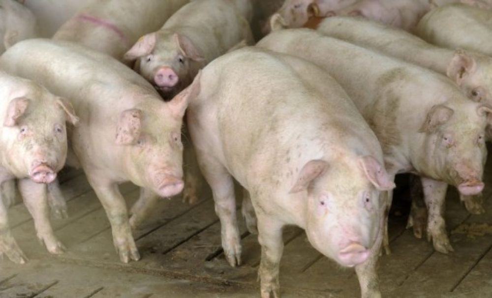 Alertă! Un nou focar de pestă porcină africană, în localitatea Mărunţei - Olt