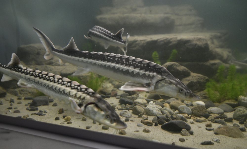 Au fost redeschise acvariile din muzeul Porţile de Fier