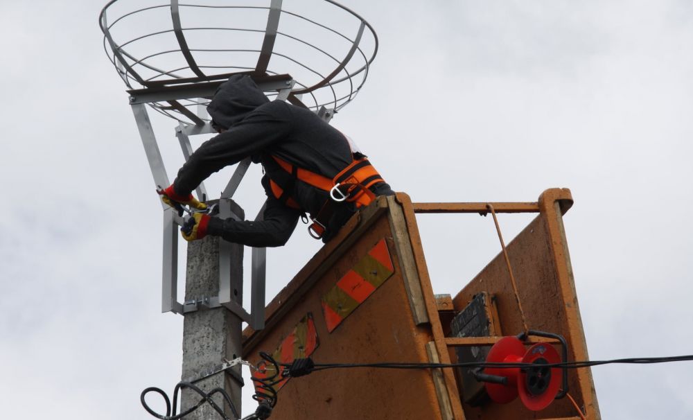 Au mutat un cuib de barză cu aprobarea ministrului