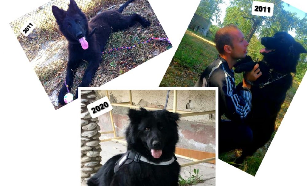 Brono, căţelul Jandarmeriei din Vâlcea  a ieşit la pensie