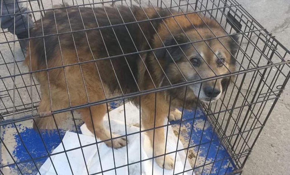 Câinele care şi-a muscat stăpânul din cauza petardelor  ajunge la un adăpost din Dolj