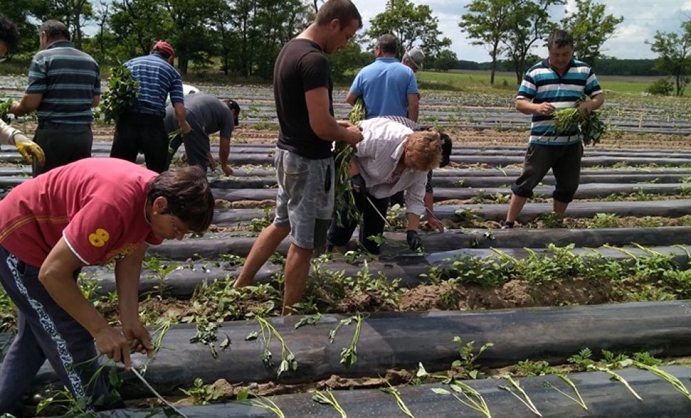 Cartofii dulci de la Dăbuleni au luat locul pepenilor verzi