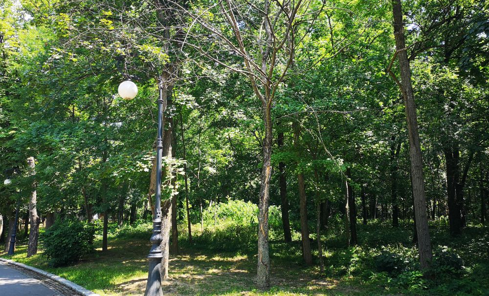 Copacii din Parcul Romanescu se usucă din cauza lucrărilor de așa-zisă modernizare. Primăria Craiova a provocat distrugerile