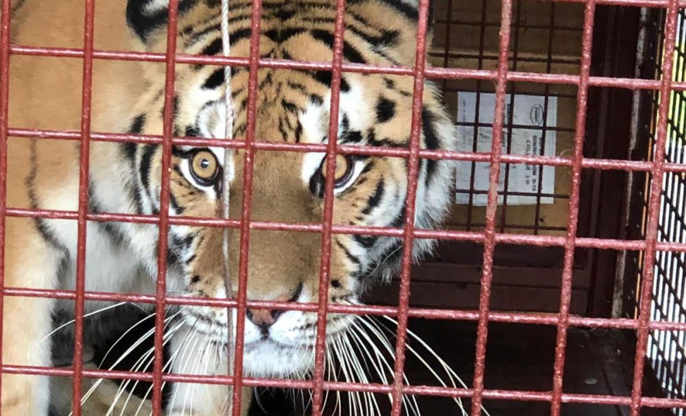 Cristina și King, noile surprize de la zoo Craiova!