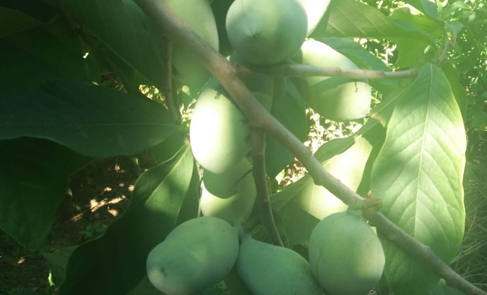 Cultură de arbori exotici, la Băbiciu, în Olt!  Un fruct de pawpaw se vinde cu 7 euro în Germania