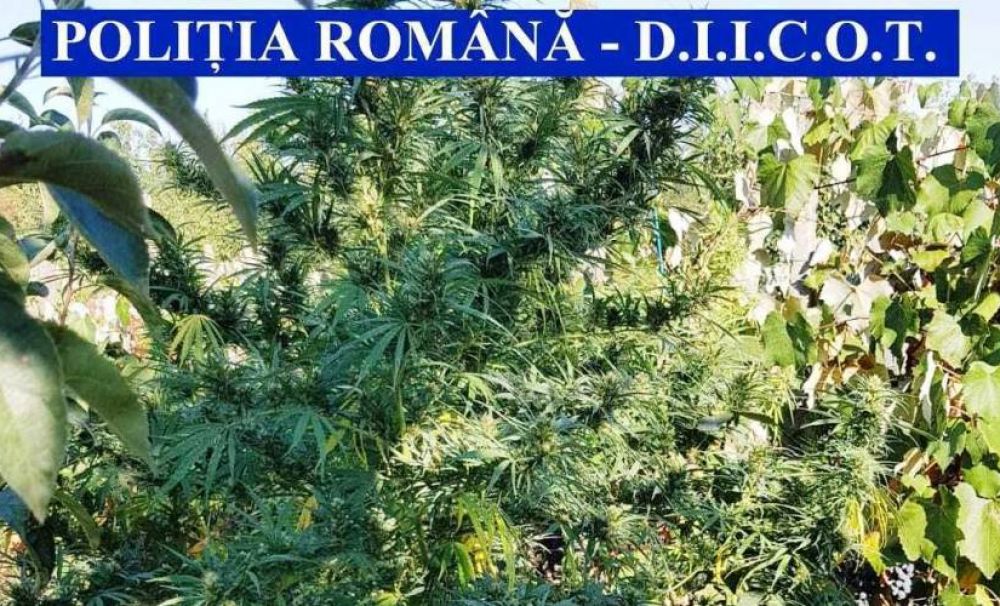 Cultură de cannabis în viţa de vie, descoperită de poliţiştii olteni