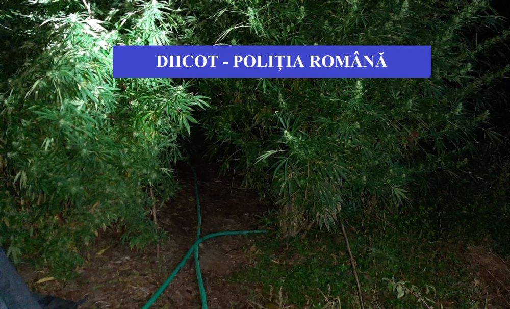 Cultură de cannabis, plantată în comuna Eşelniţa