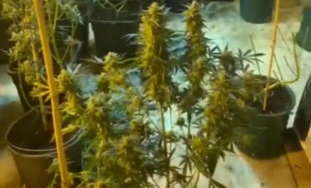 Culturi de cannabis în două locuinţe din Dolj