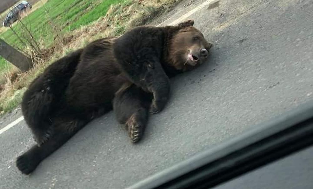 Dar cu ursul ce ați avut? Bietului animal i-ați luat pădurea și a sfârșit în chinuri, pe șosea!