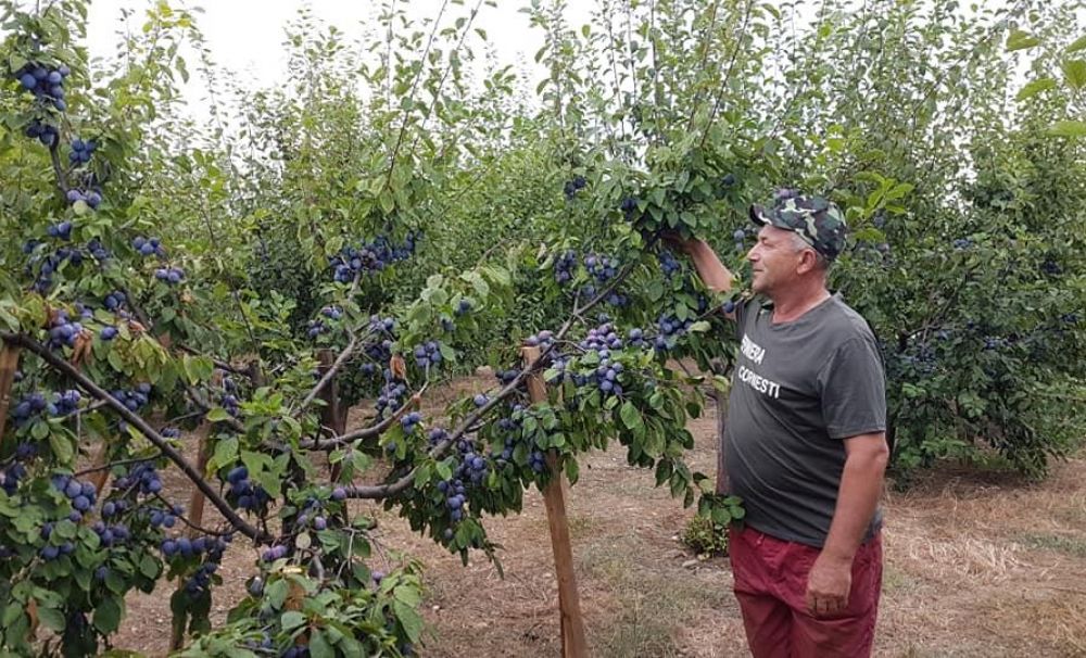 Deţine cea mai mare pepinieră din Oltenia!  Un fost miner, pasionat de cultuivarea pomilor fructiferi 