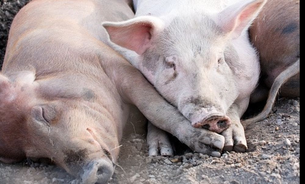 Focar de pestă porcină în Mehedinţi! 4.000 de porci vor fi ucişi