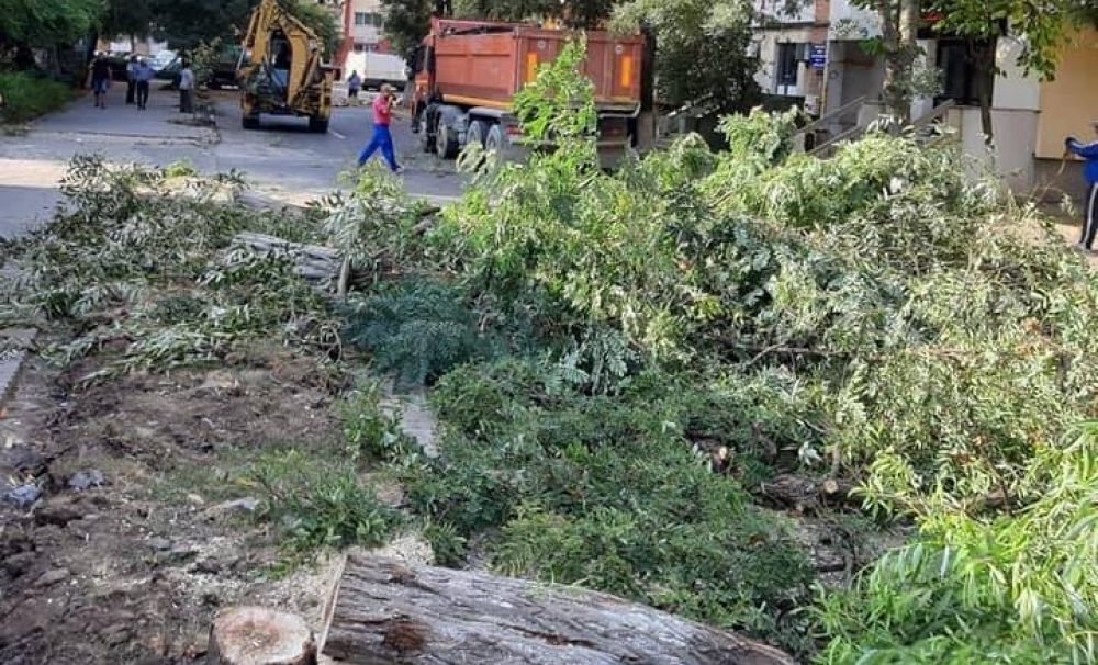 Fostul viceprimar din Caracal : 20.000 lei, amedă pentru autorităţile locale care au tăiat copacii de pe o stradă din municipiu