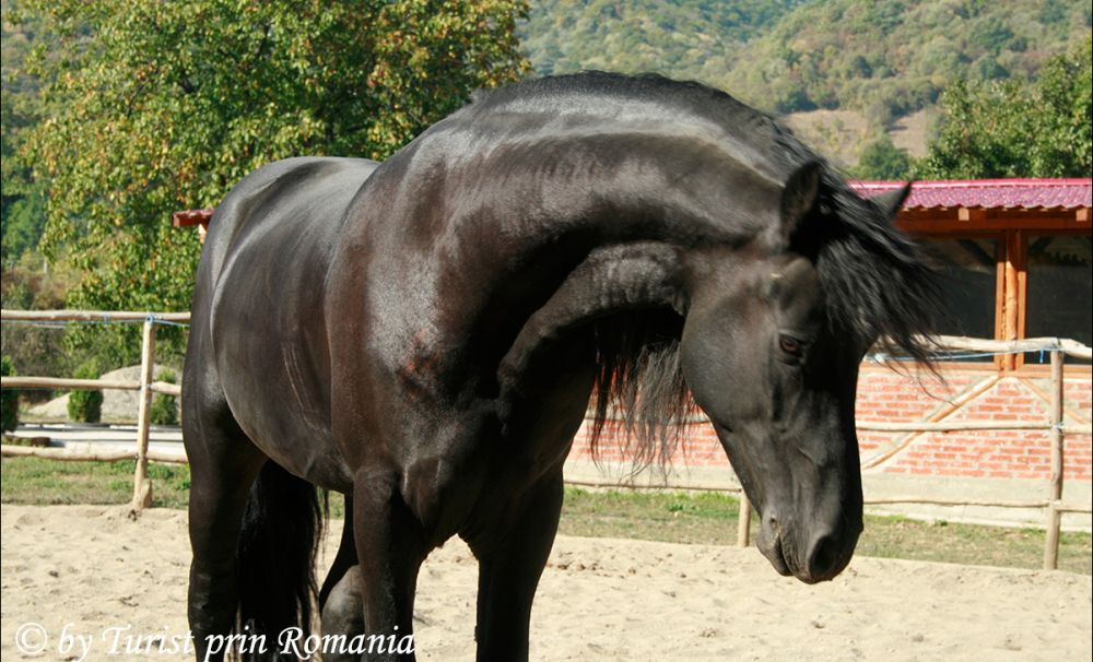 Frumusețea și noblețea cailor la Centrul de echitație Herculane