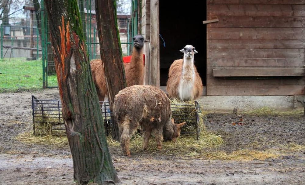 Grădina Zoologică a luat toate măsurile pentru ca animalele să nu sufere din cauza gerului 