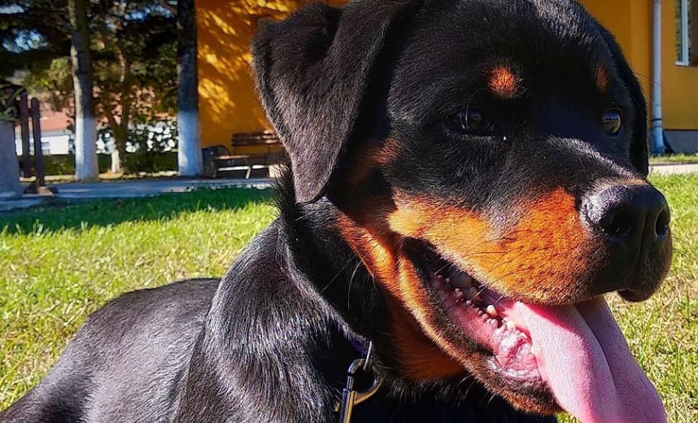 Gruparea Mobilă de Jandarmi a achiziţionat trei câini de serviciu