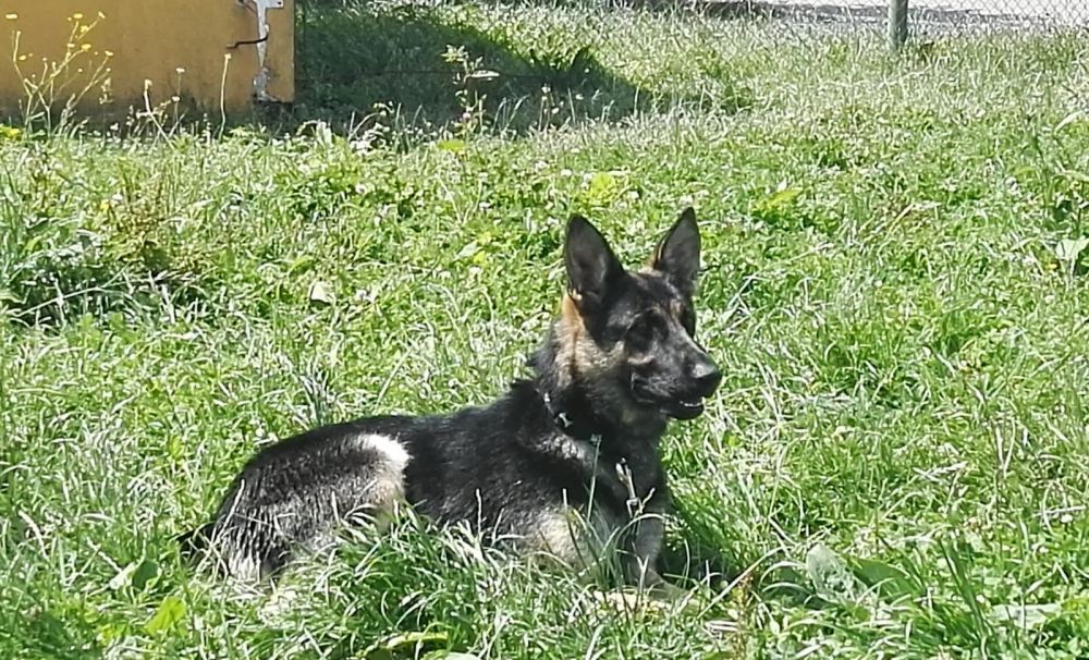 Hoţ prins cu ajutorul câinelui de urmă al Poliţiei 