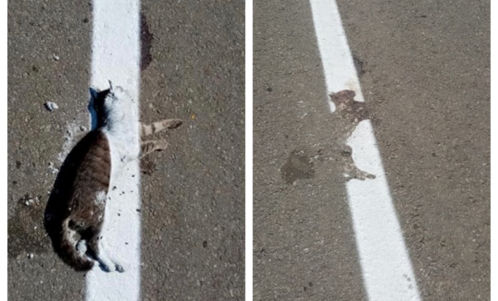 Imagini incredibile într-o localitate din Dolj!  Au trasat drumul peste o pisică moartă