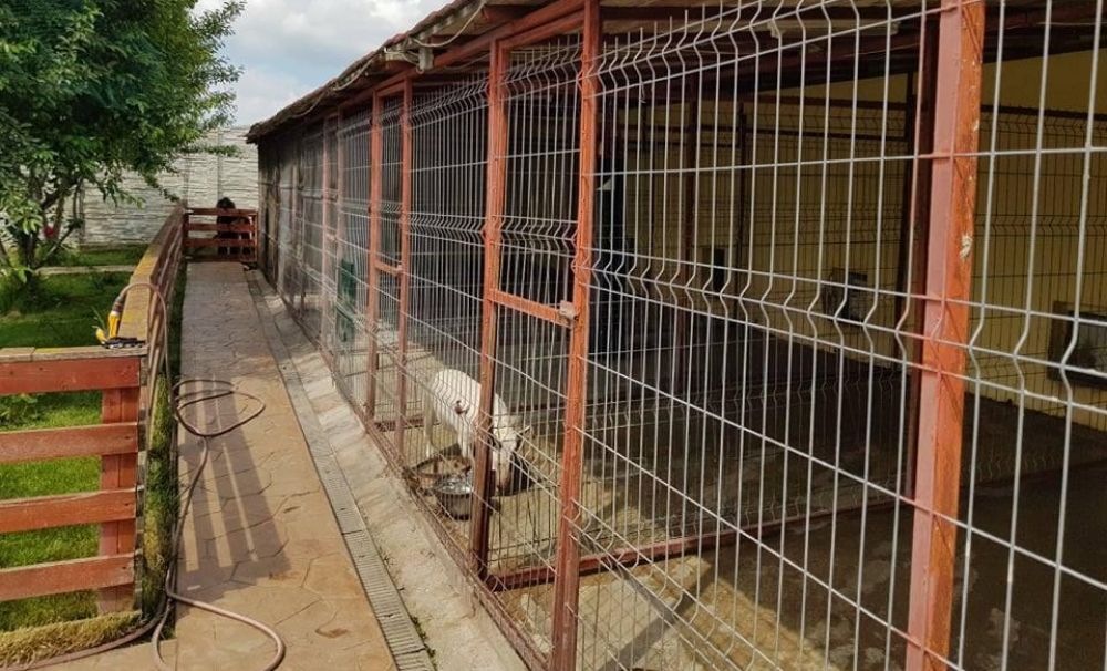 În Craiova a fost deschisă prima pensiune pentru... câini! Proprietar: Nimic nu te poate relaxa mai mult decât un căţel care începe să comunice cu tine