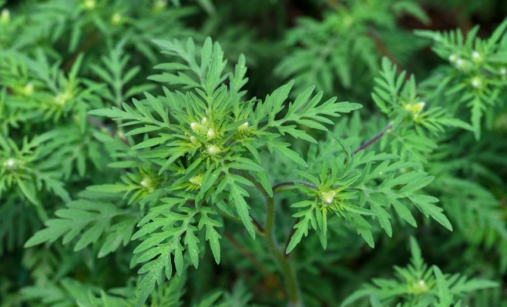 Se identifică locurile din Craiova unde creşte ambrozia