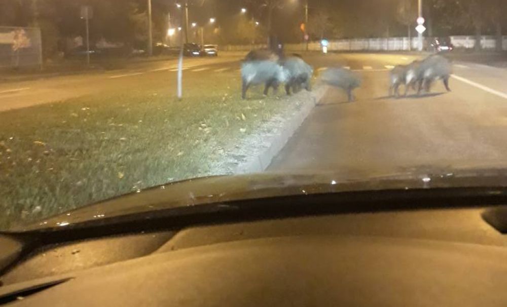 Incredibil! 7 porci mistreţi, pe stradă, în Craioviţa