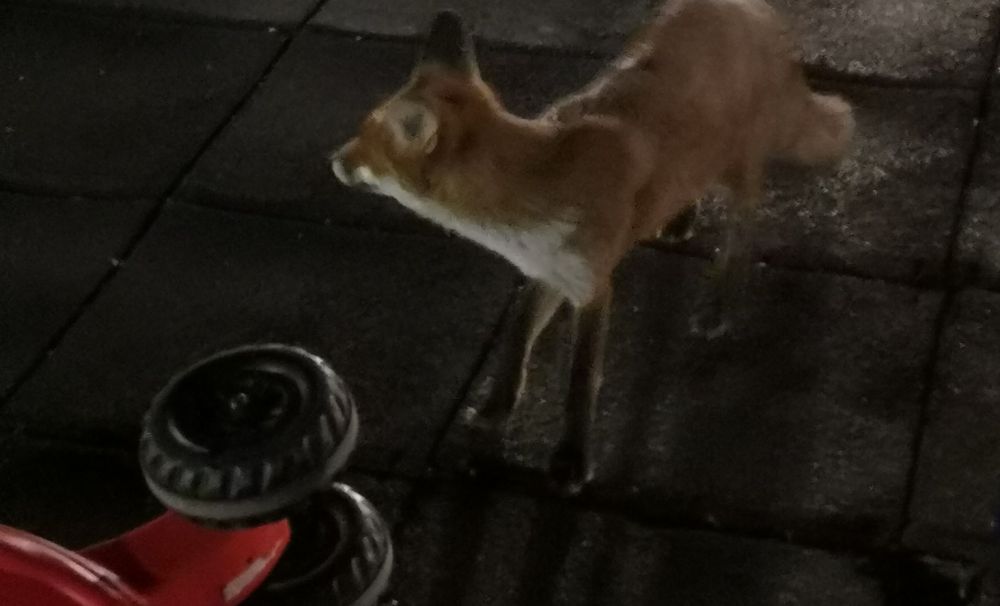 Incredibil! O vulpe, în Parcul Tineretului din Craiova