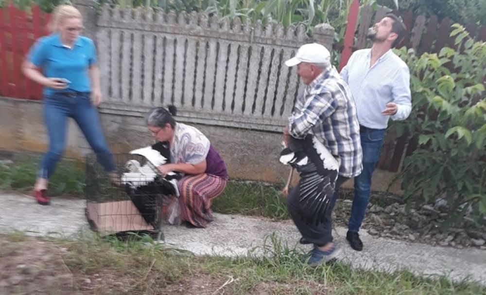 Intervenţii inedite ale pompierilor doljeni:   Au salvat trei pui de barză 