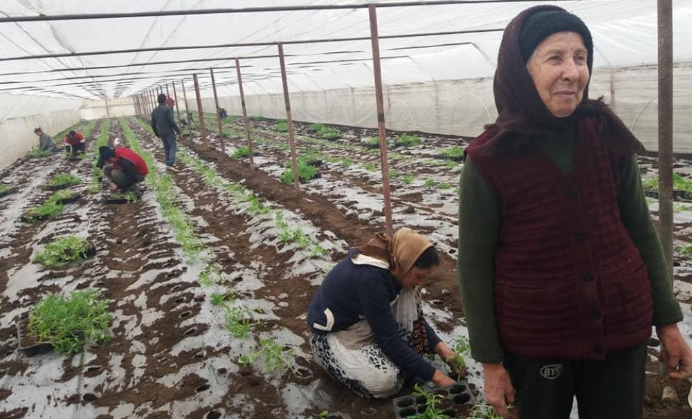 Izbiceni, patria legumelor!  1500 de localnici cultivă în solarii