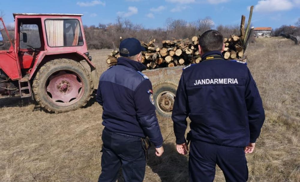 Jandarmii au oprit jaful din pădurea Şimian