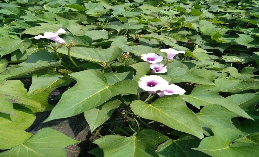 La Staţiunea de Cercetare pentru Cultura Plantelor pe Nisipuri Dăbuleni au apărut primele flori la cartoful dulce