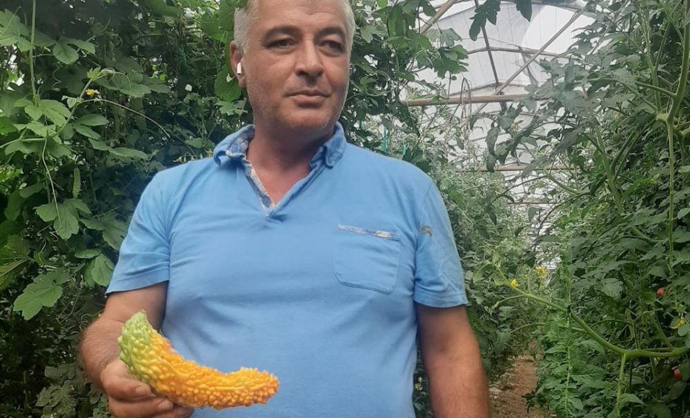 Legumicultorii din Olt renunţă la ardei şi vinete pentru a cultiva castraveţi chinezeşti şi roşii-ciocolată!