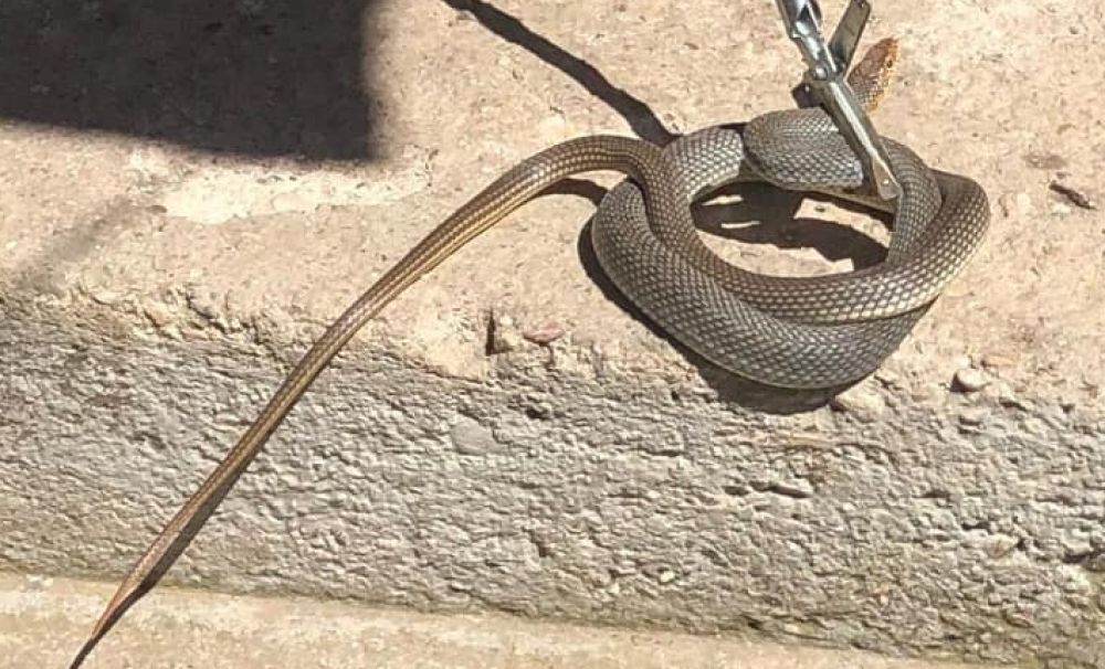 Mehedinţi/Au intervenit să scoată un şarpe din casa unui localnic