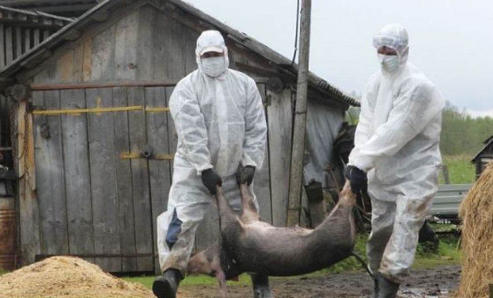 Noi focare de pestă porcină în Dolj