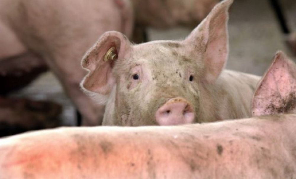 O fermă de porci din Ipoteşti, afectată de pesta porcină!  3.700 de porci vor fi ucişi