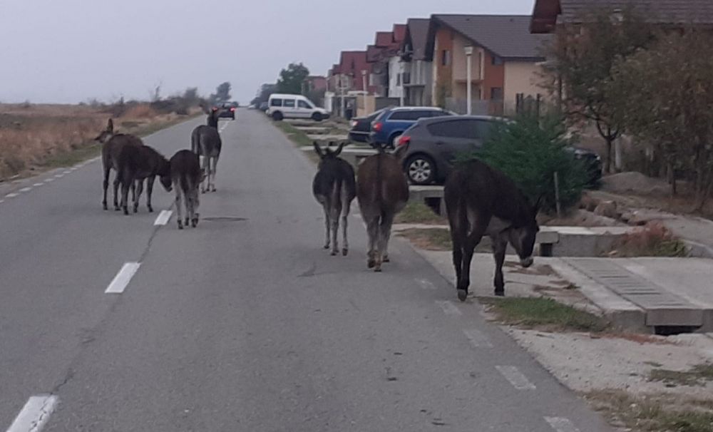 O stradă din Târgu Jiu, invadată de ...măgari! Proprietarul a fost sancţionat