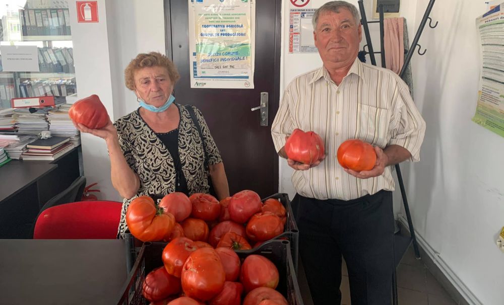 Un oltean cultivă roşii gigant