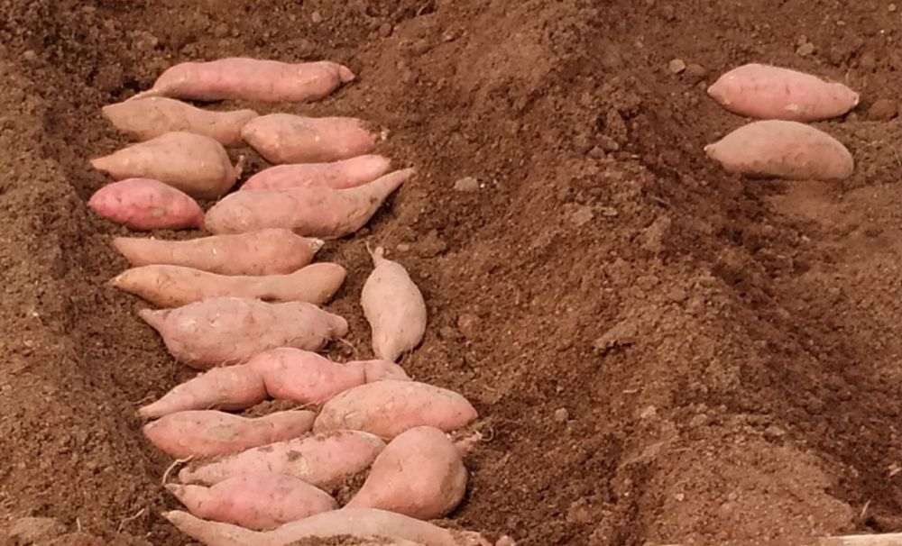 Pandemia de covid 19 nu opreşte munca cercetătorilor de la Staţiunea de Cercetare Dăbuleni!  Cultivă cartof dulce şi lubeniţă!